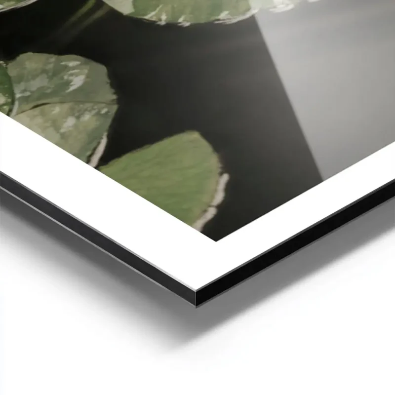 affiche avec photographie de nenuphars blancs et de feuilles vertes flottant sur aluminium.webp