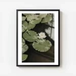 affiche avec photographie de nenuphars blancs et de feuilles vertes flottant sur avec cadre.webp