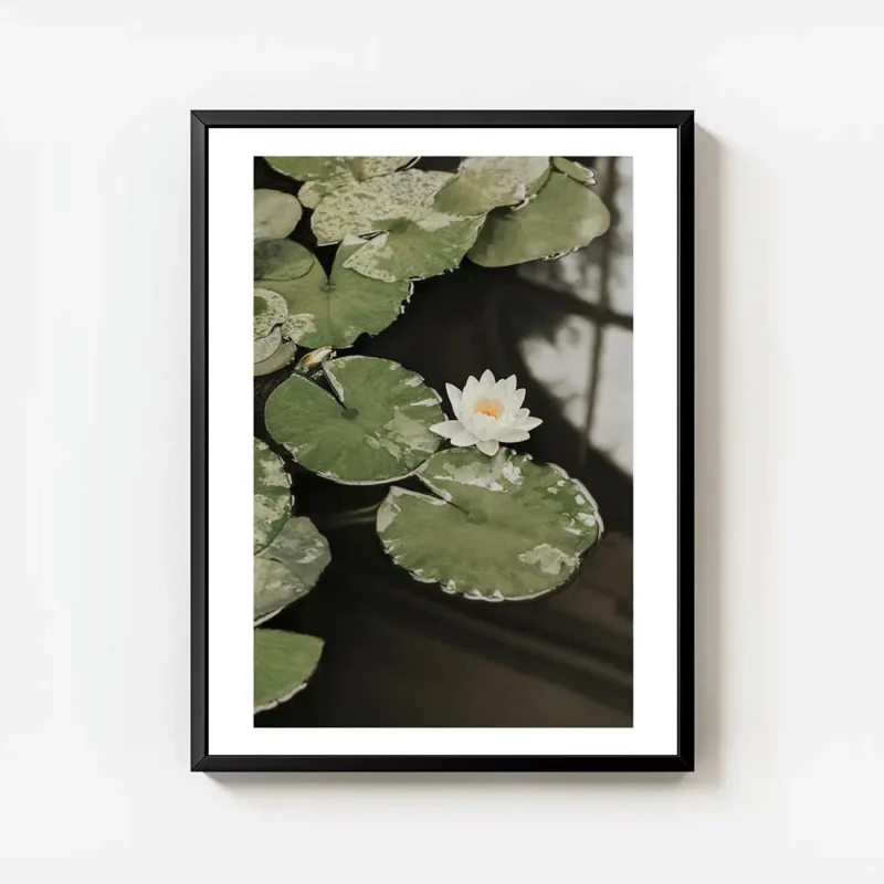 affiche avec photographie de nenuphars blancs et de feuilles vertes flottant sur avec cadre.webp