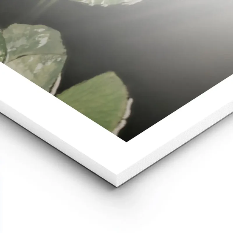 affiche avec photographie de nenuphars blancs et de feuilles vertes flottant sur lightpanel.webp