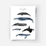affiche avec six illustrations de baleines peintes a la main dont la baleine ble.webp
