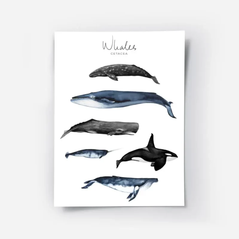 affiche avec six illustrations de baleines peintes a la main dont la baleine ble.webp