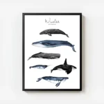 affiche avec six illustrations de baleines peintes a la main dont la baleine ble avec cadre.webp