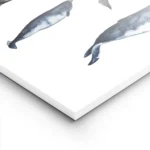 affiche avec six illustrations de baleines peintes a la main dont la baleine ble lightpanel.webp