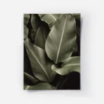 affiche avec un gros plan de feuilles tropicales vert fonce aux nervures proemin.webp