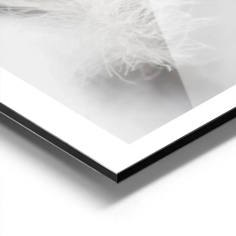 affiche avec une plume blanche duveteuse et legere posee sur un fond blanc pour aluminium.webp