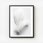 affiche avec une plume blanche duveteuse et legere posee sur un fond blanc pour avec cadre.webp