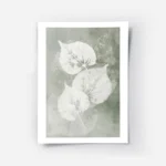 affiche botanique avec trois feuilles blanches aux details textures sur un fond .webp