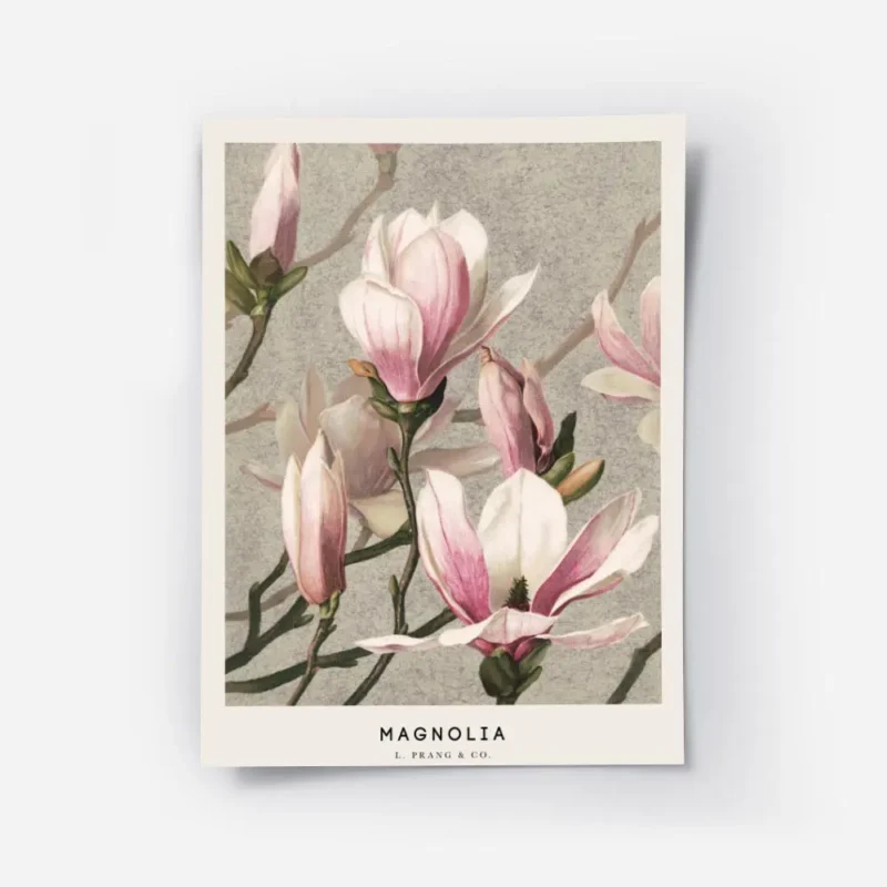 affiche botanique de magnolias roses et blancs avec des tiges vertes sur un fond.webp