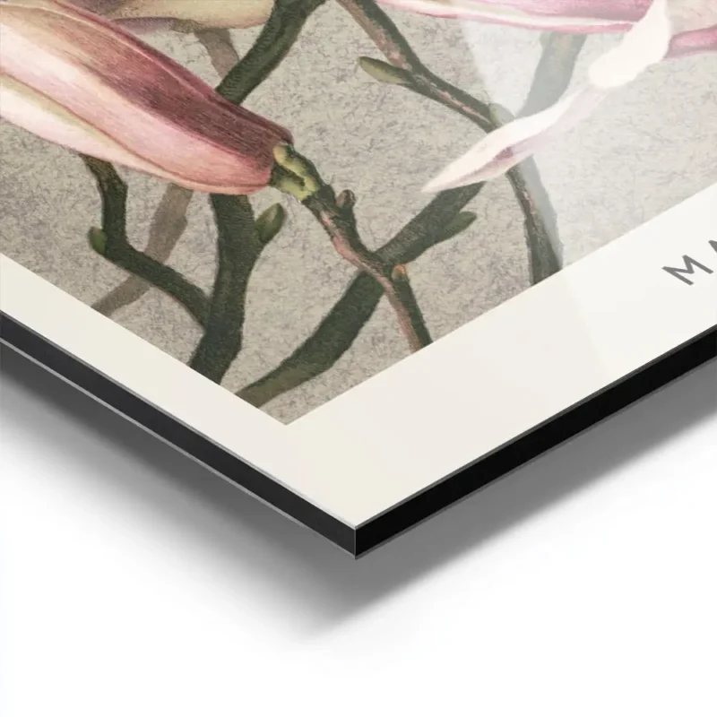 affiche botanique de magnolias roses et blancs avec des tiges vertes sur un fond aluminium.webp