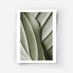 affiche botanique dune feuille verte aux nervures organiques et detaillees pour .webp