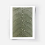 affiche botanique dune feuille verte avec des gouttes de rosee detaillees textur.webp