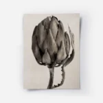 affiche botanique minimaliste dun artichaut beige sur fond clair avec des detail.webp