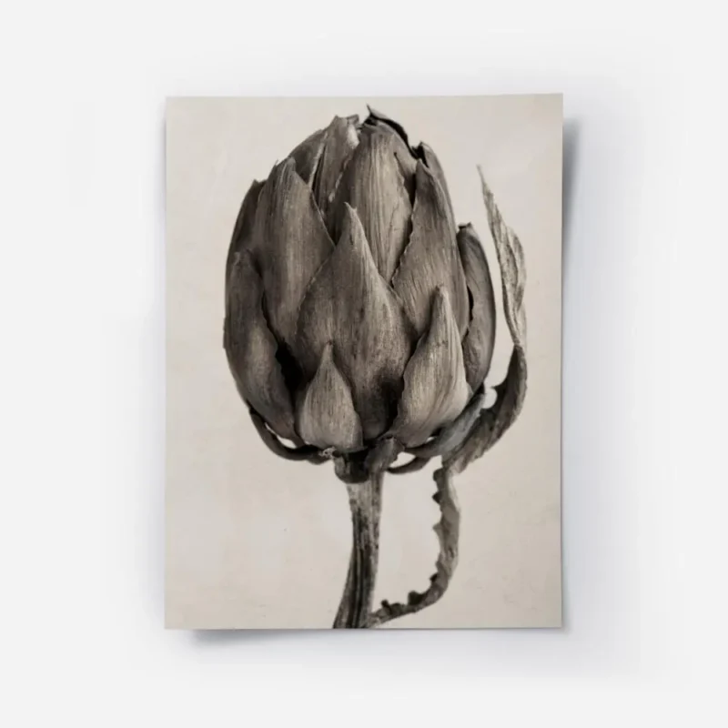 affiche botanique minimaliste dun artichaut beige sur fond clair avec des detail.webp