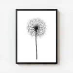 affiche botanique noir et blanc dun pissenlit avec ses graines fines et aerienne avec cadre.webp