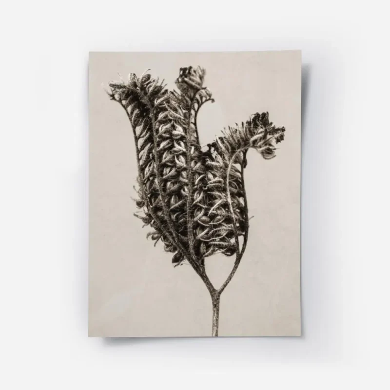 affiche botanique vintage en monochrome beige presentant une plante sechee textu.webp