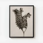 affiche botanique vintage en monochrome beige presentant une plante sechee textu avec cadre.webp