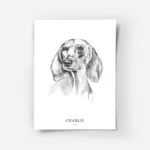 affiche chien teckel.webp