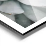 affiche daloe vera en gros plan aux tons gris argent avec des pointes marron ide aluminium.webp