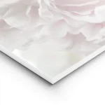 affiche de bouquet de pivoines et roses pales sur fond blanc mettant en valeur d lightpanel.webp