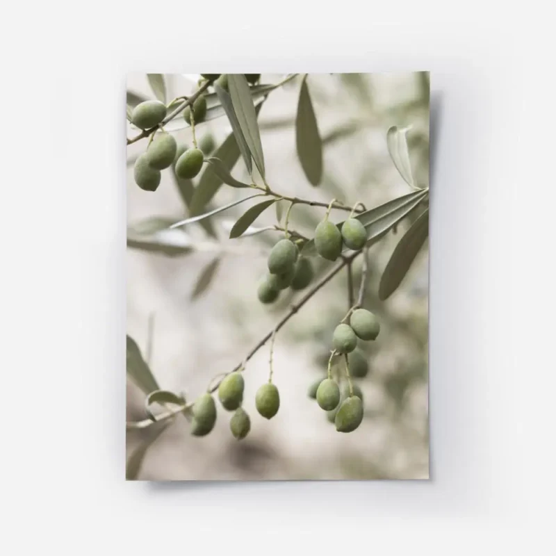 affiche de branches dolivier vert olive avec fruits un gros plan realiste de la .webp