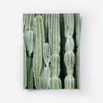 affiche de cactus verts aux formes variees mettant en valeur la texture des plan.webp