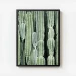 affiche de cactus verts aux formes variees mettant en valeur la texture des plan avec cadre.webp
