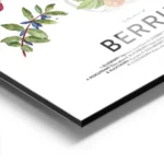 affiche de collection de baies avec des illustrations de myrtilles cerises frais aluminium.webp