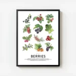 affiche de collection de baies avec des illustrations de myrtilles cerises frais avec cadre.webp