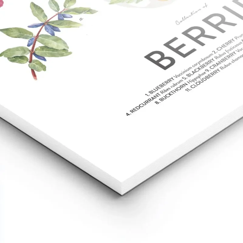 affiche de collection de baies avec des illustrations de myrtilles cerises frais lightpanel.webp
