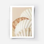 affiche de coquillages aux couleurs blanc orange et marron clair sur fond beige .webp