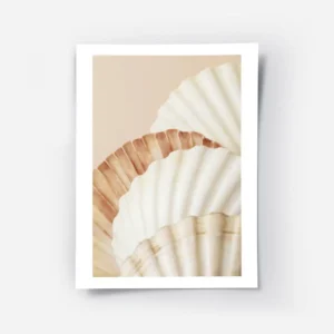 affiche de coquillages aux couleurs blanc orange et marron clair sur fond beige .webp
