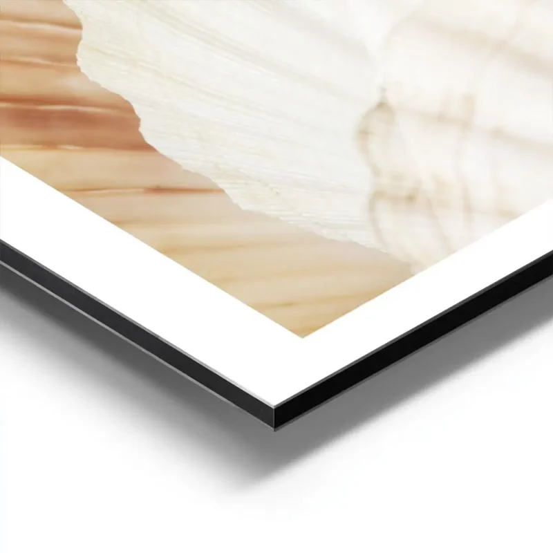 affiche de coquillages aux couleurs blanc orange et marron clair sur fond beige aluminium.webp