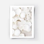 affiche de coquillages blancs et de coraux beiges sur sable clair photographie d.webp