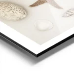 affiche de coquillages et etoile de mer de differentes formes et tailles aux nua aluminium.webp