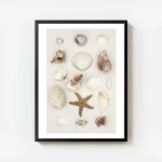 affiche de coquillages et etoile de mer de differentes formes et tailles aux nua avec cadre.webp