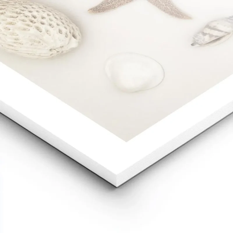 affiche de coquillages et etoile de mer de differentes formes et tailles aux nua lightpanel.webp