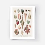 affiche de coquillages vintage avec une illustration botanique detaillee de diff.webp