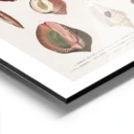 affiche de coquillages vintage avec une illustration botanique detaillee de diff aluminium.webp