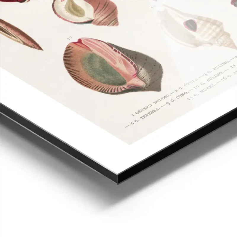 affiche de coquillages vintage avec une illustration botanique detaillee de diff aluminium.webp