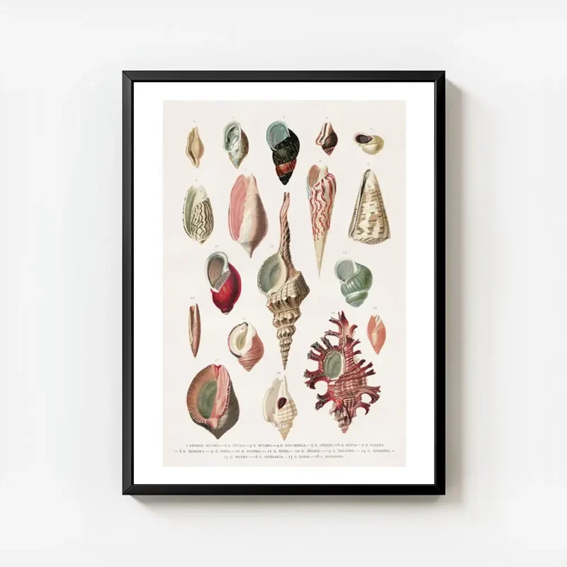 affiche de coquillages vintage avec une illustration botanique detaillee de diff avec cadre.webp