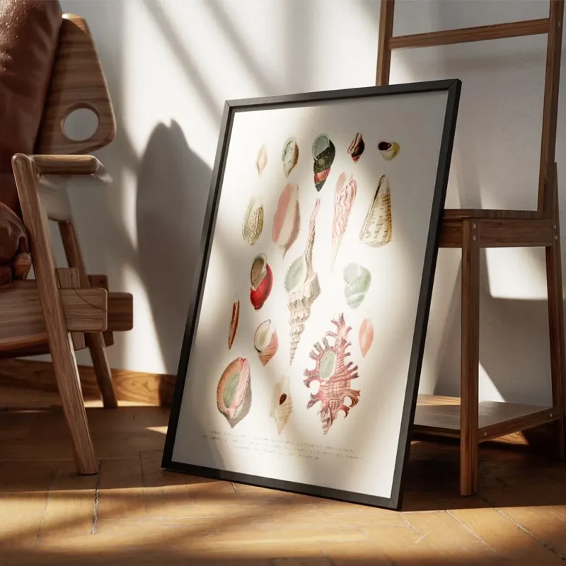 affiche de coquillages vintage avec une illustration botanique detaillee de diff encadre.webp