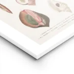 affiche de coquillages vintage avec une illustration botanique detaillee de diff lightpanel.webp