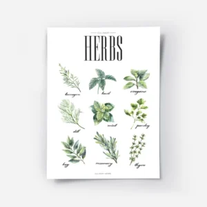 affiche de cuisine avec neuf illustrations dherbes aromatiques vertes dont le ba.webp