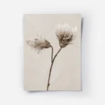 affiche de deux chardons seches aux couleurs beige et marron sur un fond texture.webp