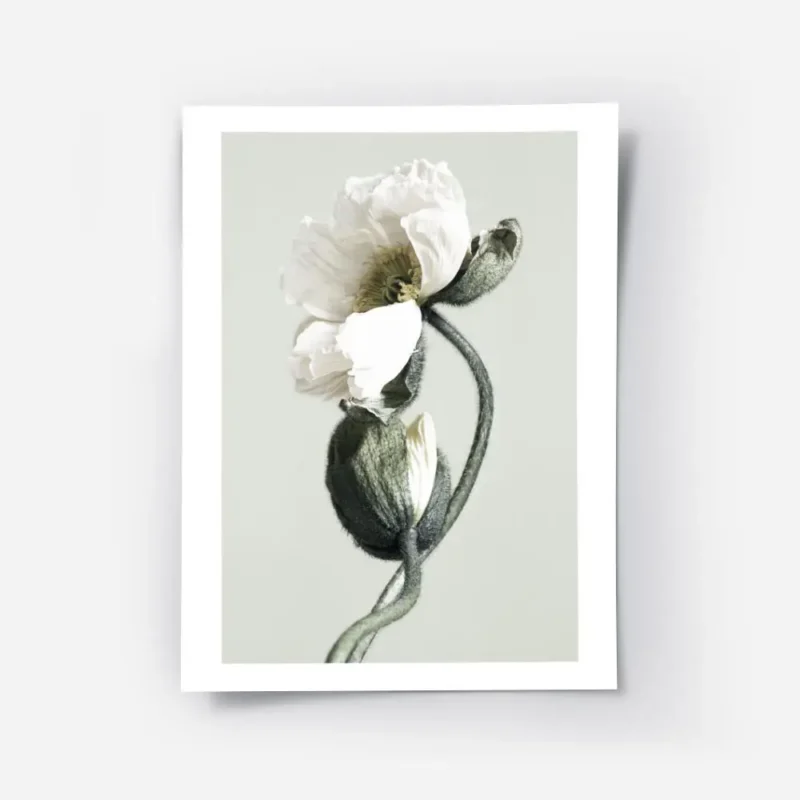 affiche de deux coquelicots blancs en gros plan lun epanoui et lautre en bouton .webp