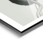 affiche de deux coquelicots blancs en gros plan lun epanoui et lautre en bouton aluminium.webp