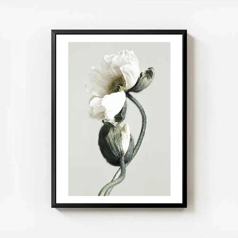 affiche de deux coquelicots blancs en gros plan lun epanoui et lautre en bouton avec cadre.webp