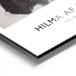 affiche de deux cygnes un blanc et un noir se faisant face sur fond bicolore aluminium.webp