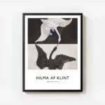 affiche de deux cygnes un blanc et un noir se faisant face sur fond bicolore avec cadre.webp